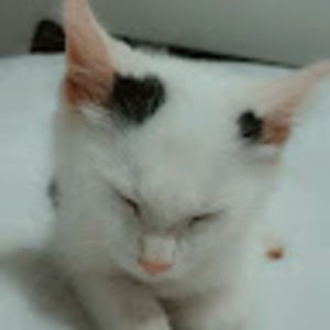 Meet your Posher, Dawn